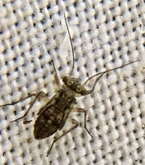 Mesopsocus