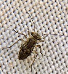 Mesopsocus