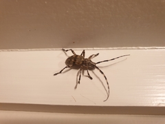 Hexatricha pulverulenta