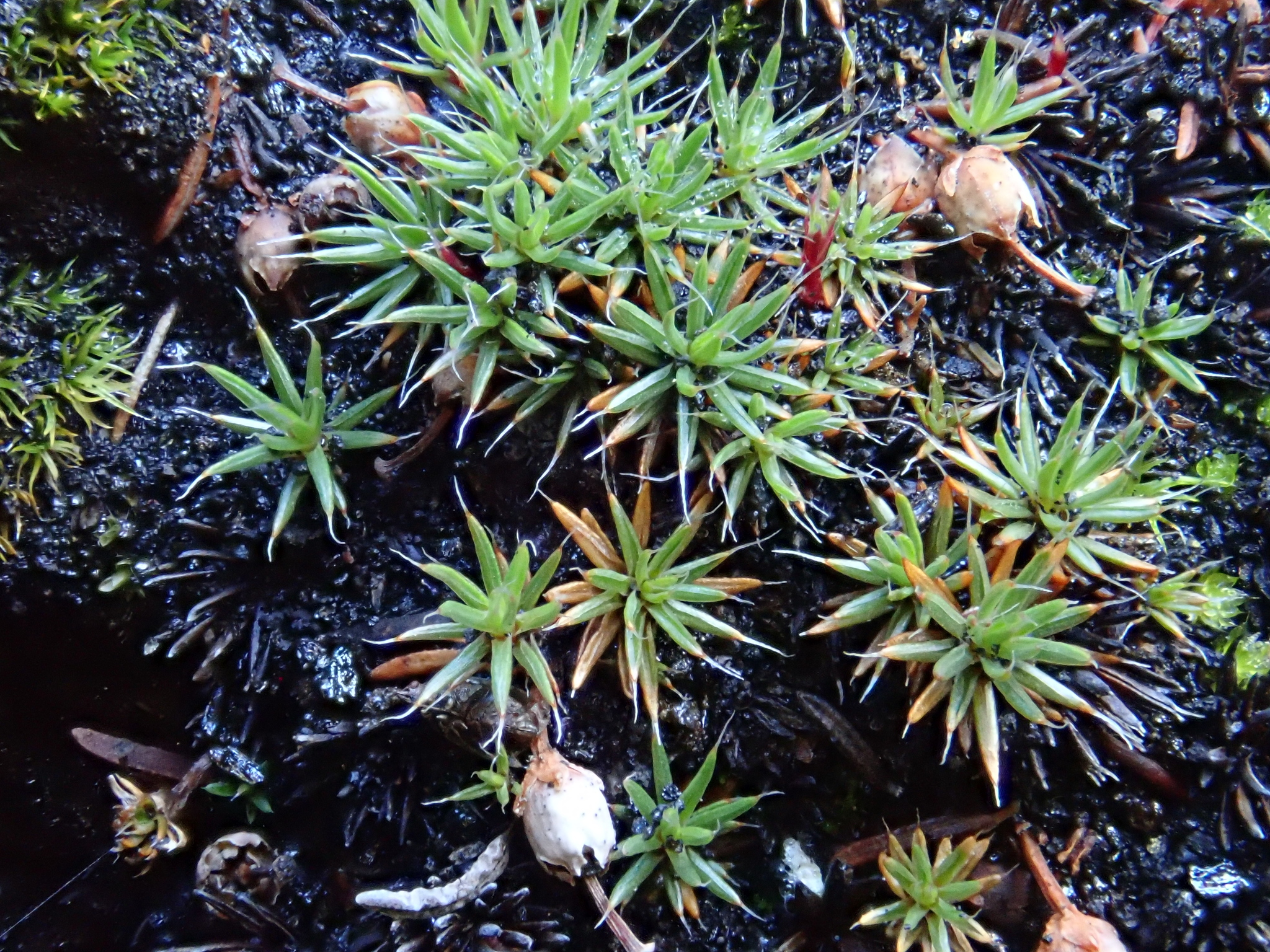 Polytrichum piliferum