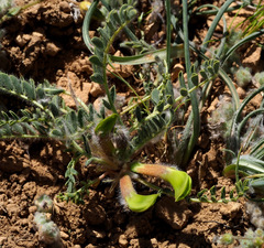 Astragalus caprinus