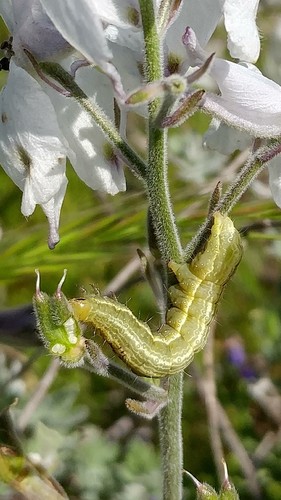 Alfalfa Looper photo 4