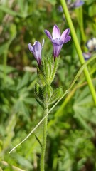 Gilia nevinii