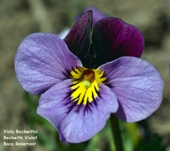 Viola beckwithii