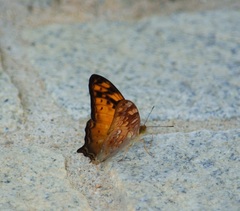 Vagrans sinha