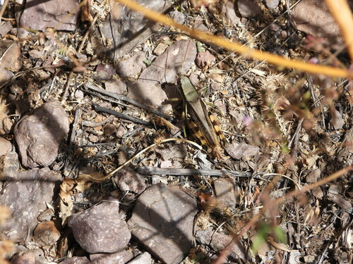 Canyon Grasshopper photo 3
