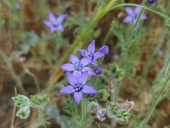 Gilia nevinii