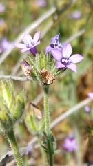 Gilia nevinii