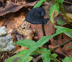 Sanguinoderma rugosum