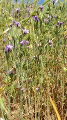 Gilia nevinii