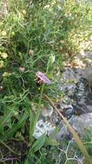 Ophrys heldreichii