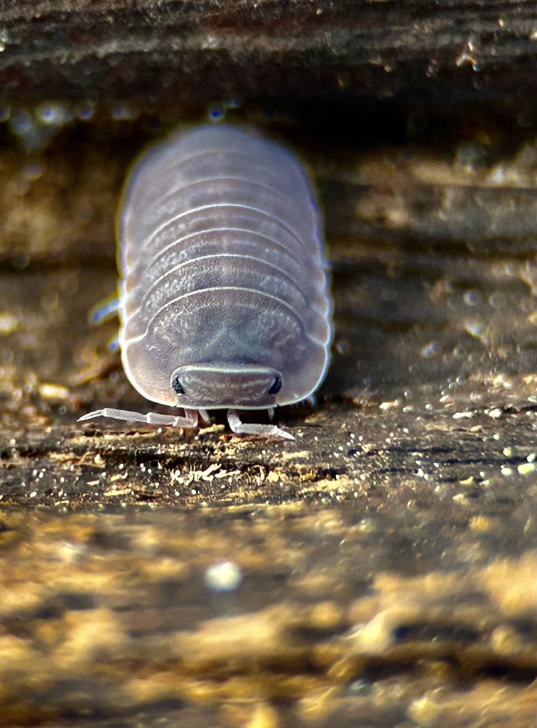 Little Sea Pill Woodlouse from SW 80th Terr, Miami, FL, US on March 9 ...