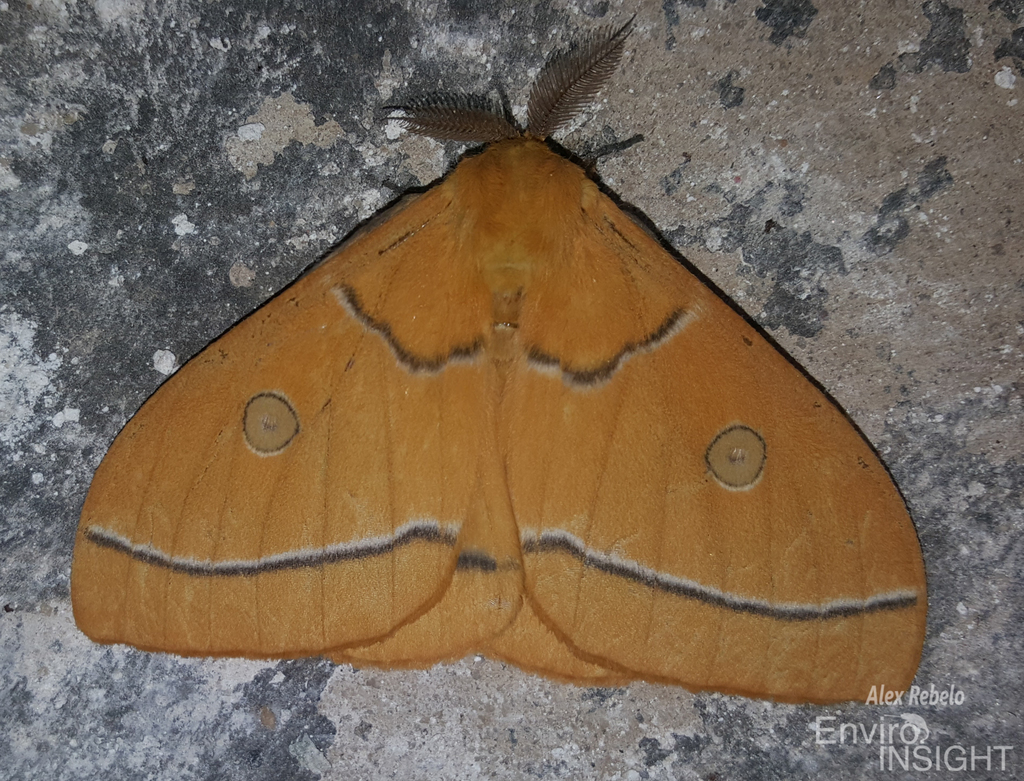 Bunaeopsis aurantiaca