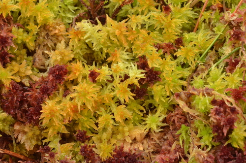 How to identify Sphagnum tenellum (Brid.) Bory