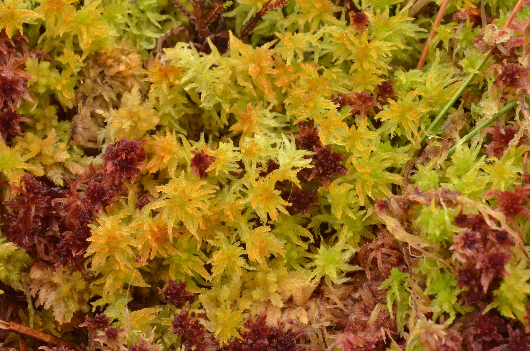 Sphagnum tenellum