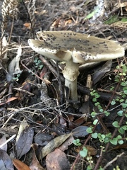 Amanita nothofagi