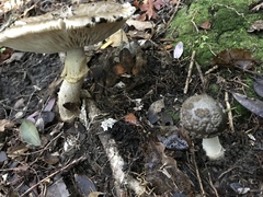 Amanita nothofagi