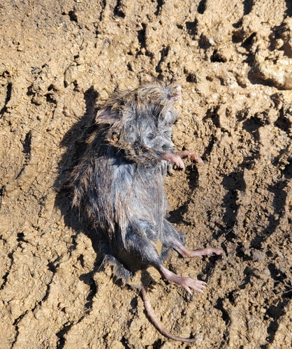 iNaturalist observation photo of Rodents