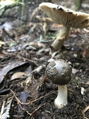 Amanita nothofagi