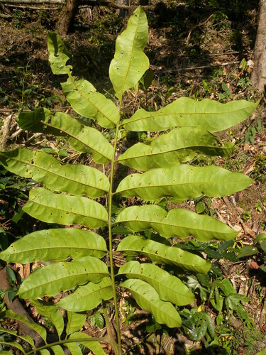 Camboatá (Tapirira guianensis)