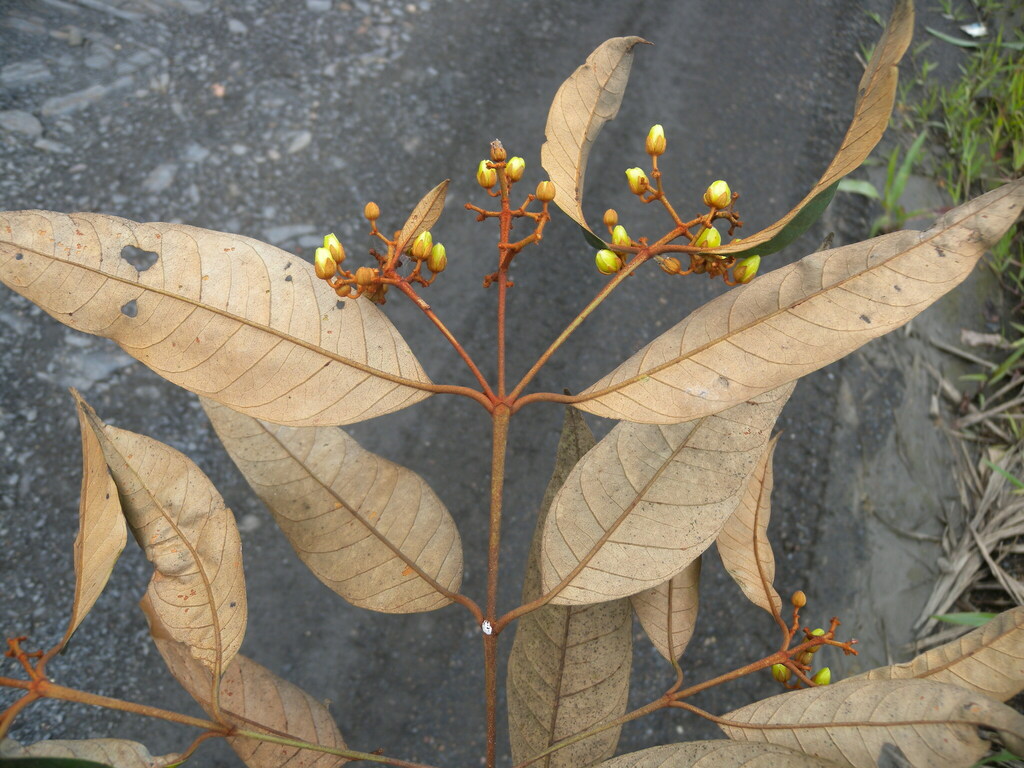 Vismia gracilis