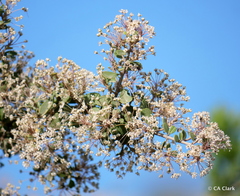 Ceanothus cuneatus cuneatus