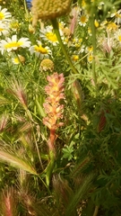 Orobanche pubescens
