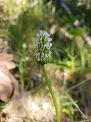 Plectritis macrocera