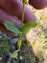 Plectritis macrocera