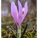 Colchicum trigynum - Photo (c) No Face,  זכויות יוצרים חלקיות (CC BY-NC), הועלה על ידי No Face