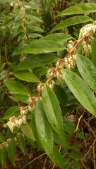 Leucothoe
