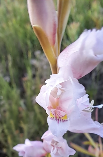 Image of Gladiolus martleyi by (c) Liezl van der Merwe, some rights reserved (CC BY)