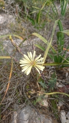 Lactuca tuberosa