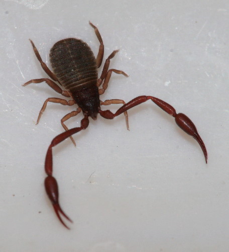 Cheliferidae
