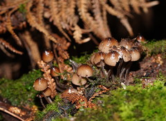 Mycena mulawaestris