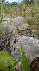 Ophrys heldreichii