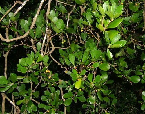 Wash Wood (Jacquinia proctorii)