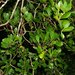 Jacquinia proctorii - Photo 由 Ann Stafford 所上傳的 (c) Ann Stafford，保留部份權利CC BY-NC
