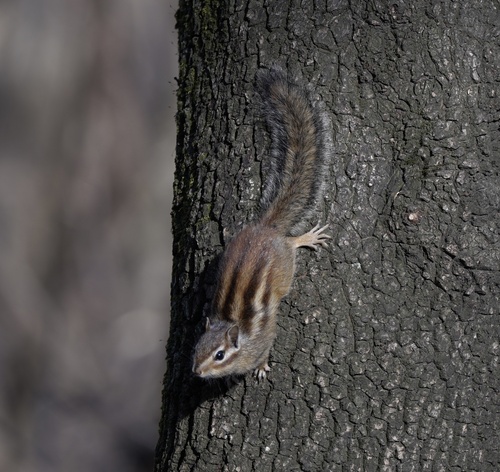 Siberian Chipmunk