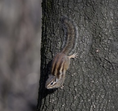 Siberian Chipmunk photo 4