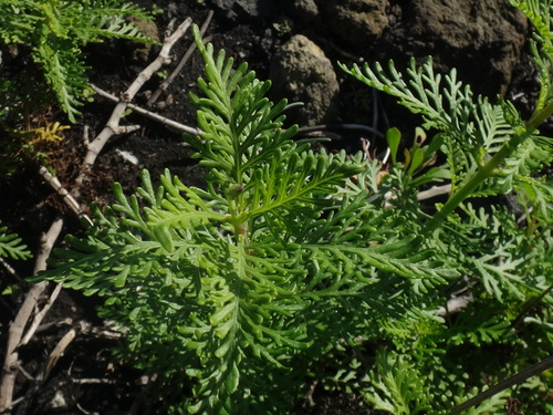 Image of Lavandula canariensis by (c) Christian Berg, some rights reserved (CC BY)