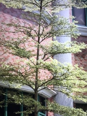 Terminalia mantaly 'triciolor'