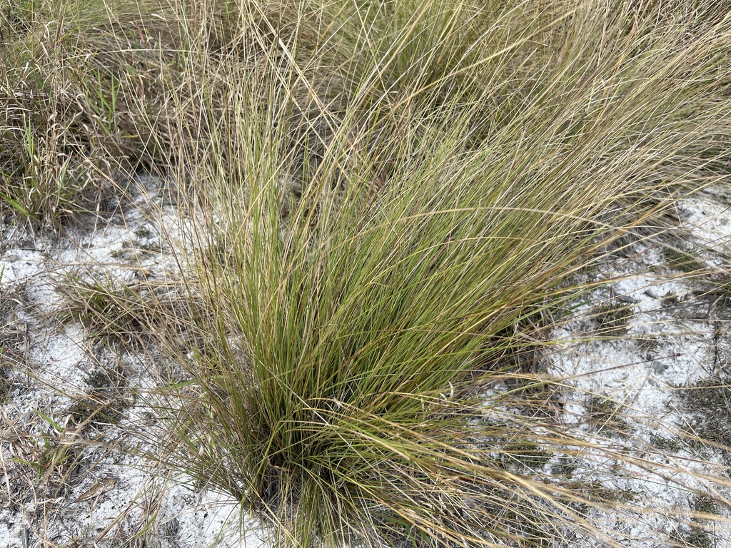 Southern Wiregrass from Auburndale, FL, US on March 9, 2024 at 03:17 PM ...