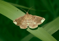 Adrapsa quadrilinealis