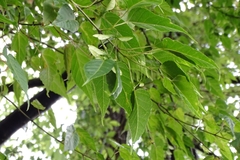 Acer caudatifolium
