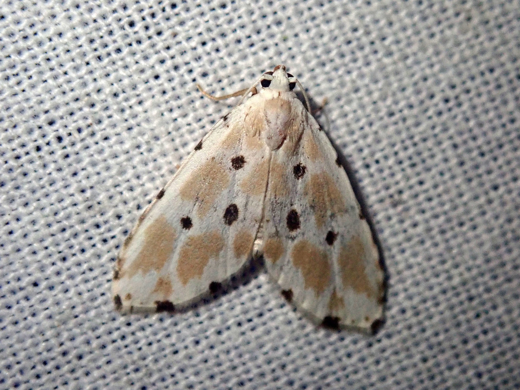 Metaemene niasica