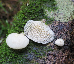 Favolaschia pustulosa