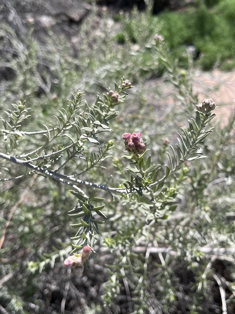 Arrowweed from w germann rd chandler az us on march 9 2024 at 01 23