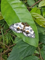 Abraxas amicula-illuminata