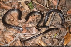 Stegonotus australis